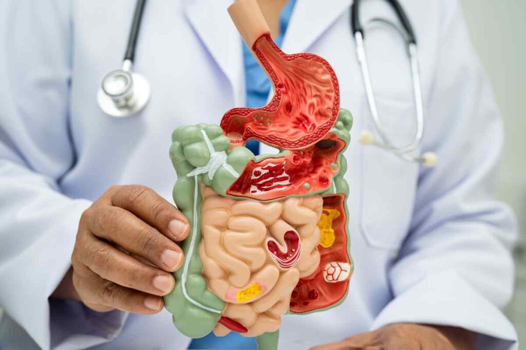 medico mostra plastico di apparato intestinale
