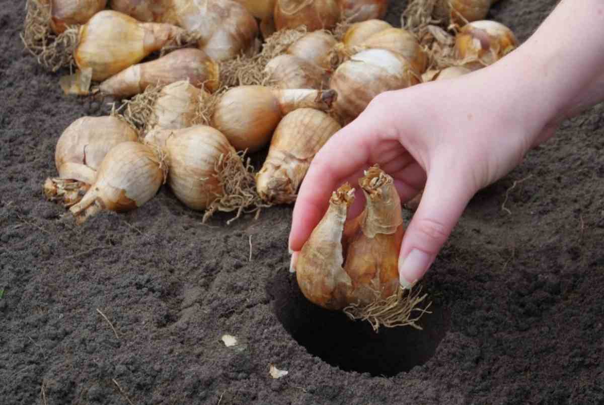 Bulbi da piantare nel giardino