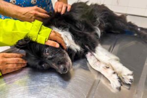 Cane dal veterinario