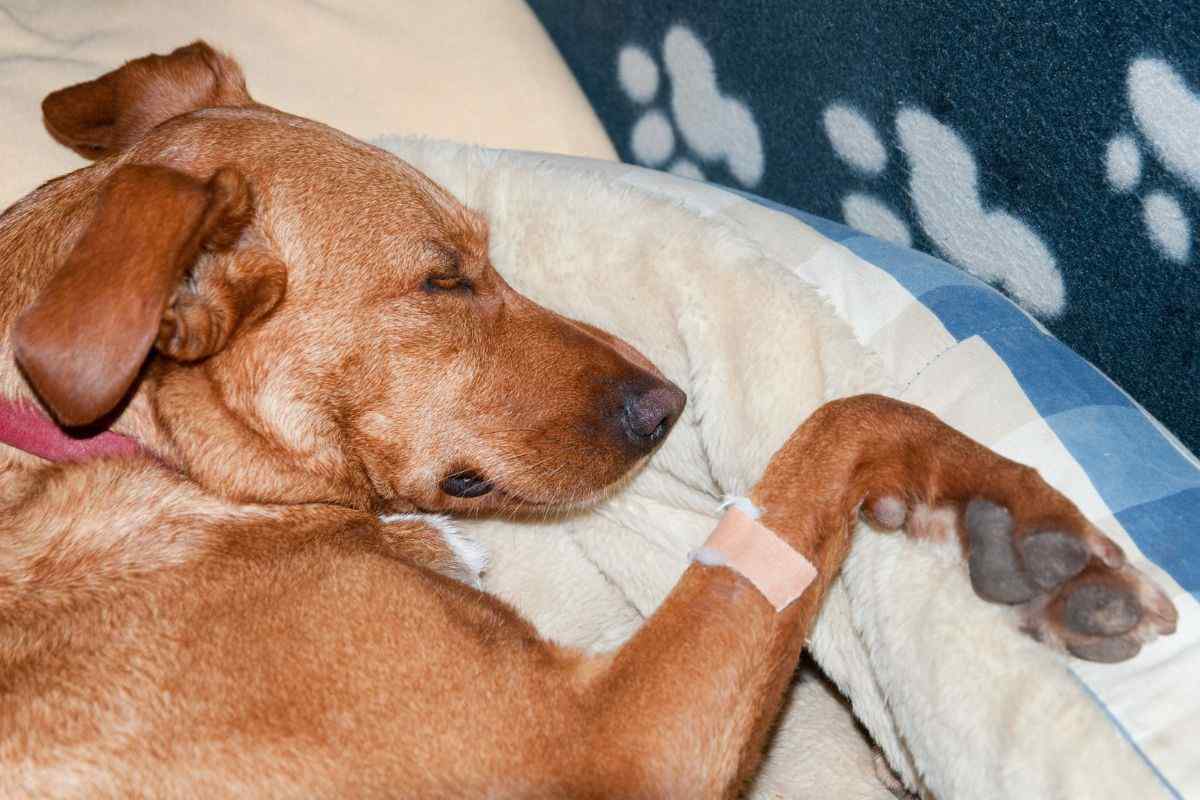 Cane ricoverato in clinica