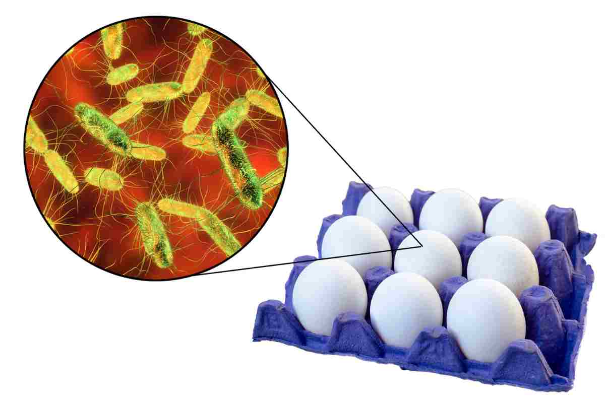 salmonella nelle uova, infografica