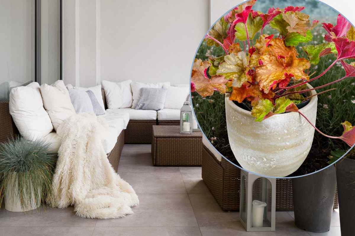 Heuchera pianta perfetta per un terrazzo