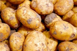 Patate germogliate
