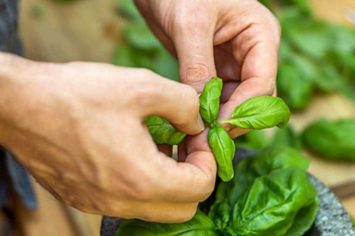 Uomo che raccoglie foglie di basilico 