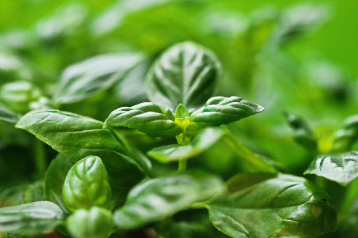 Pianta di basilico