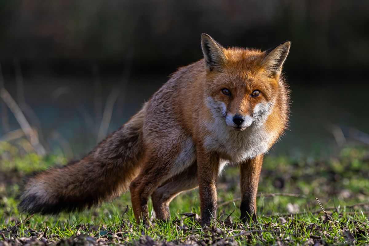 Una volpe incontra essere umano