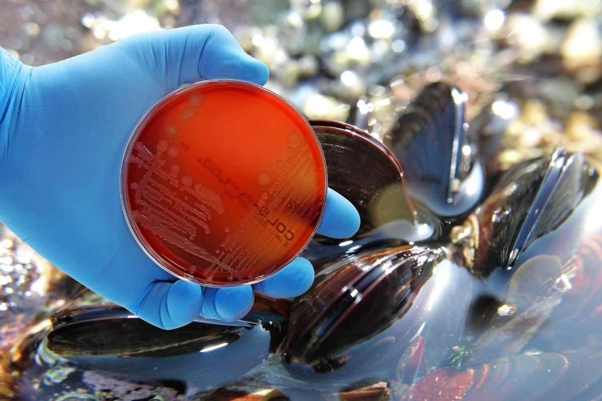 Cozze fresche appena pescate