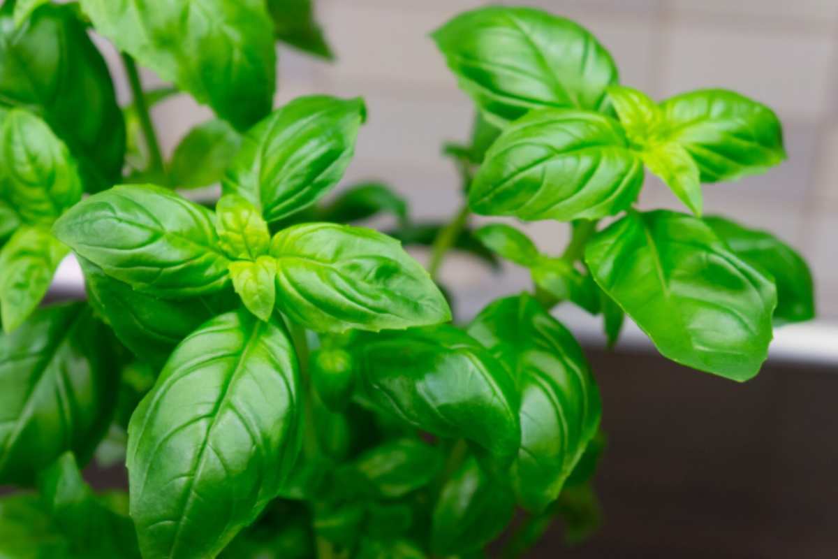 Pianta di basilico