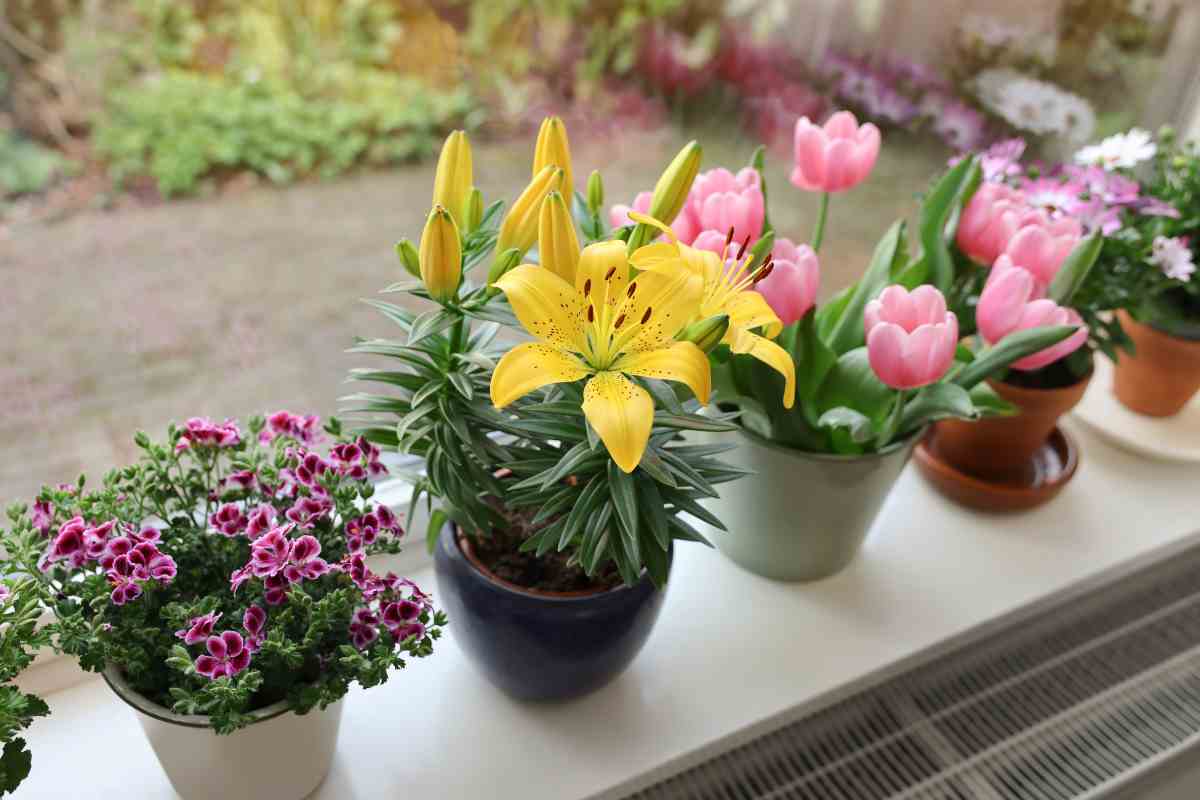 piante fiorite su davanzale